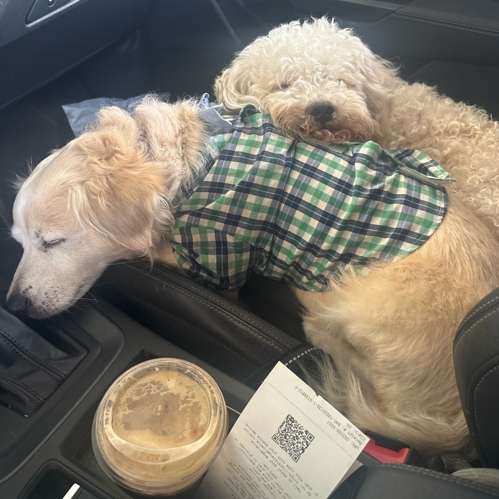 Rocky & Tala after USPS Drop Off DNB Prada Black Nylon Cosmetic Pouch - Picture 1 of 9